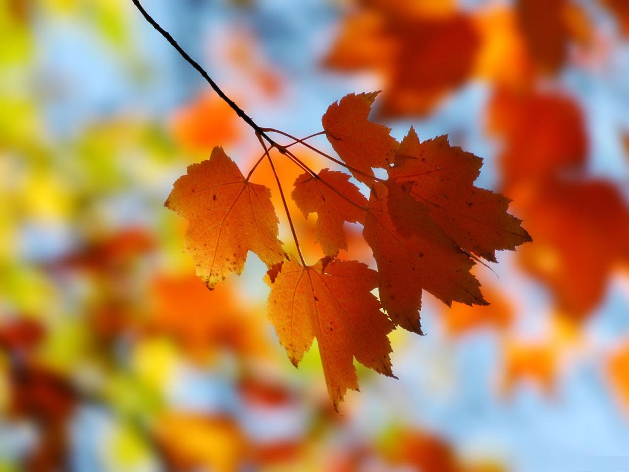 [TreeAutumn+(22).jpg]