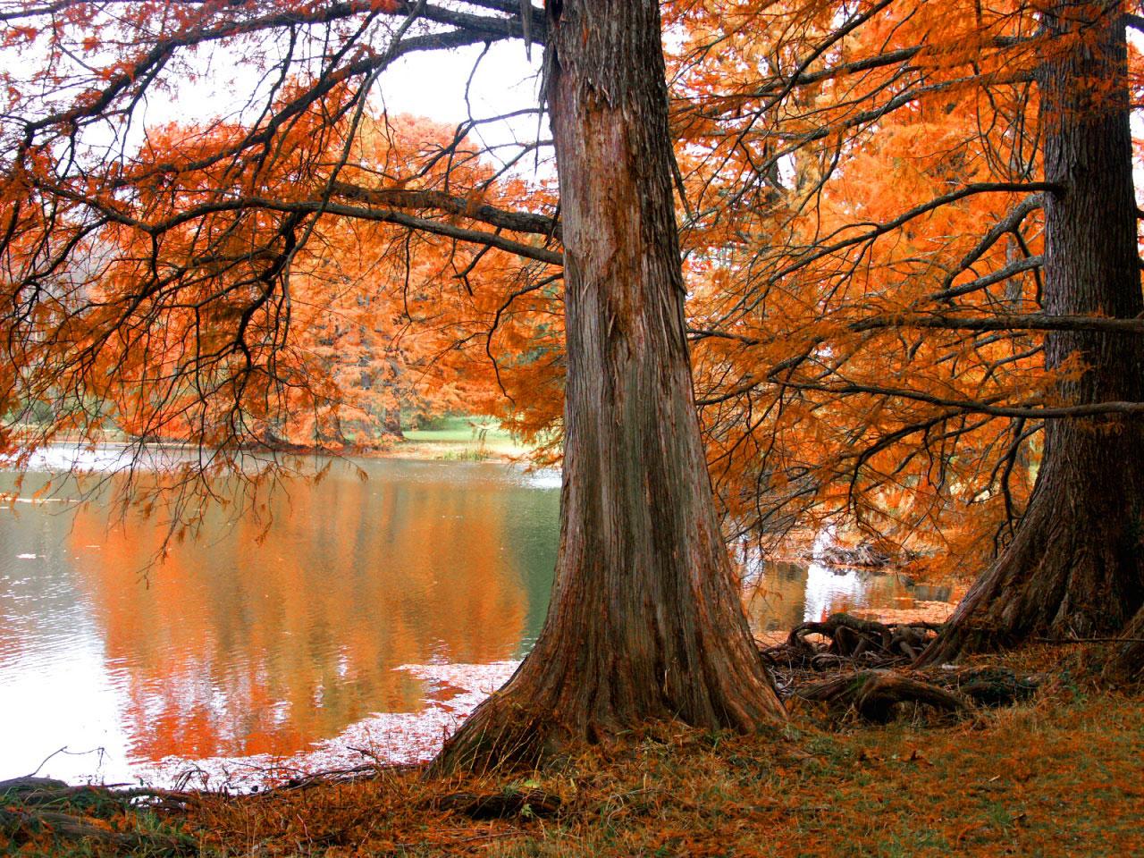 [TreeAutumn+(26).jpg]