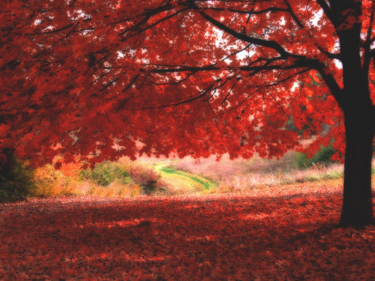 [TreeAutumn+(25).jpg]