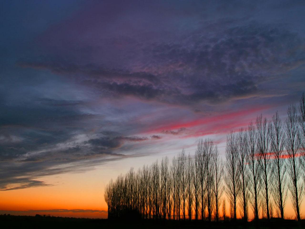 [TreeAutumn+(23).jpg]