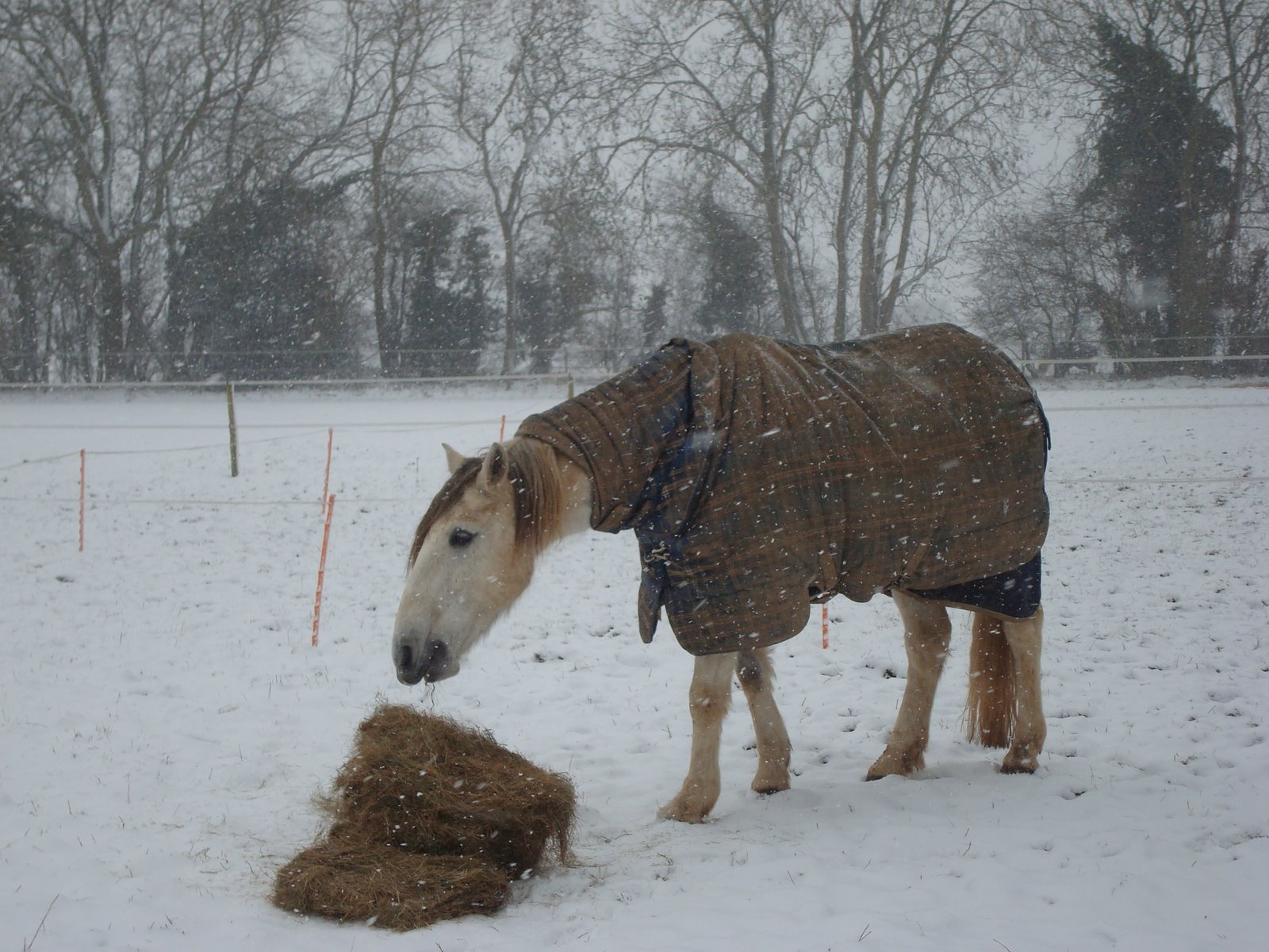 [February+Snow+Day+09+017.jpg]