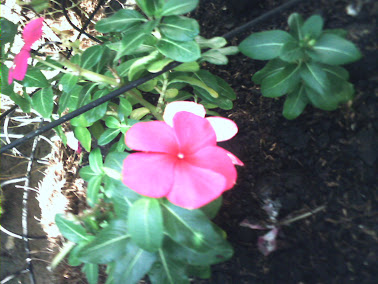 medio ambiente