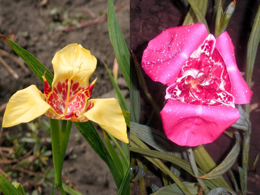 [One+Day+Wonders.jpg]