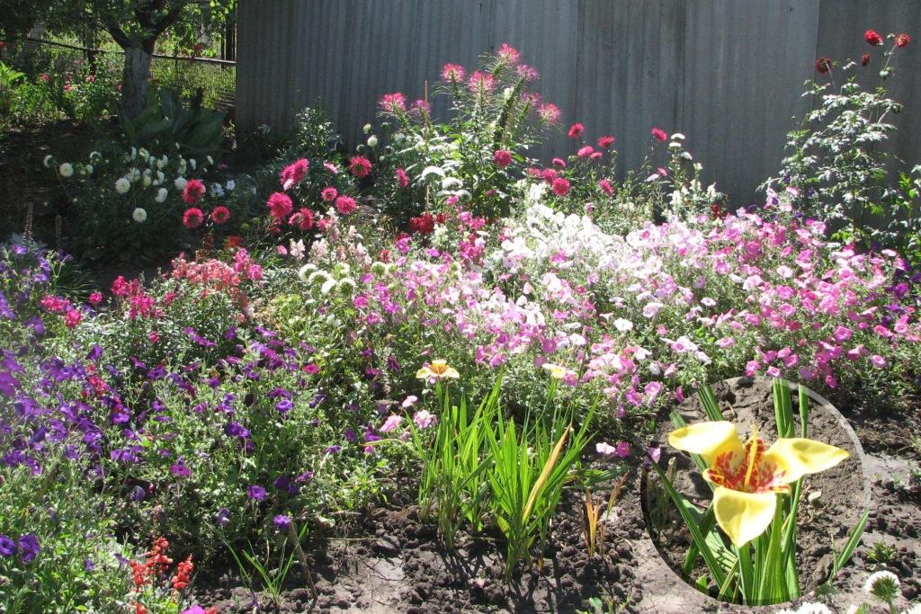 [Late+August+Flowers+003+copy.jpg]