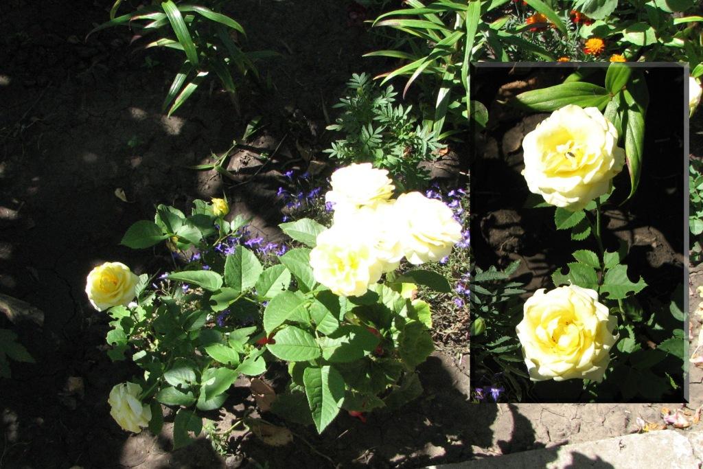 [Late+August+Flowers+004+copy.jpg]