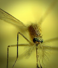 mosquito