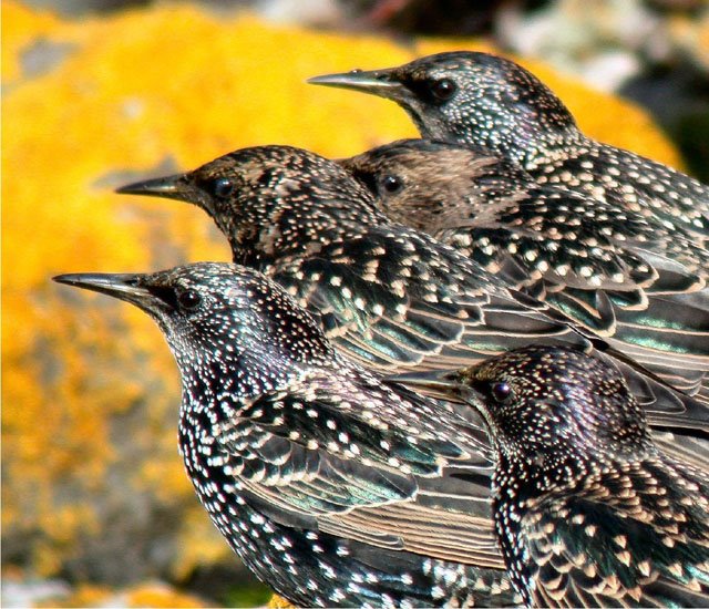 [Starlings%20-%20watching%20for%20Sparrowhawk!.jpg]