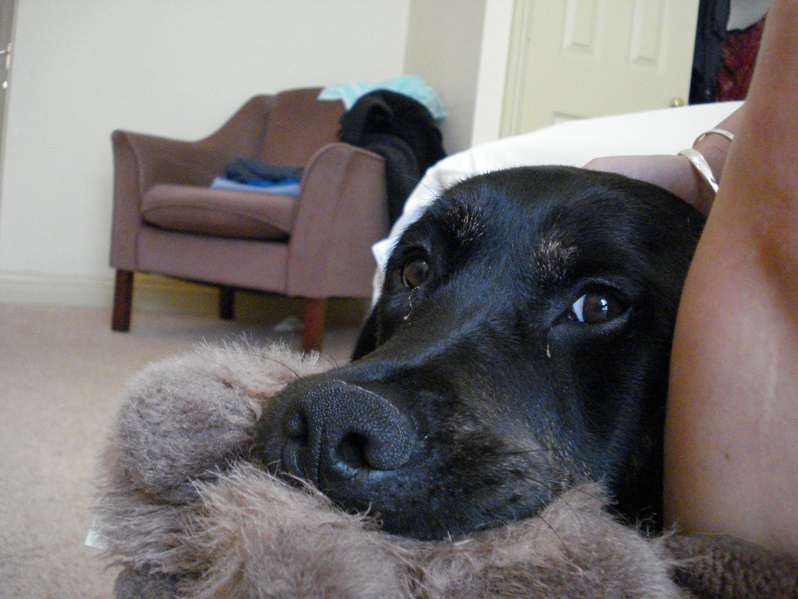 [Guide+Dog+Trainig+(sony)+039.jpg]