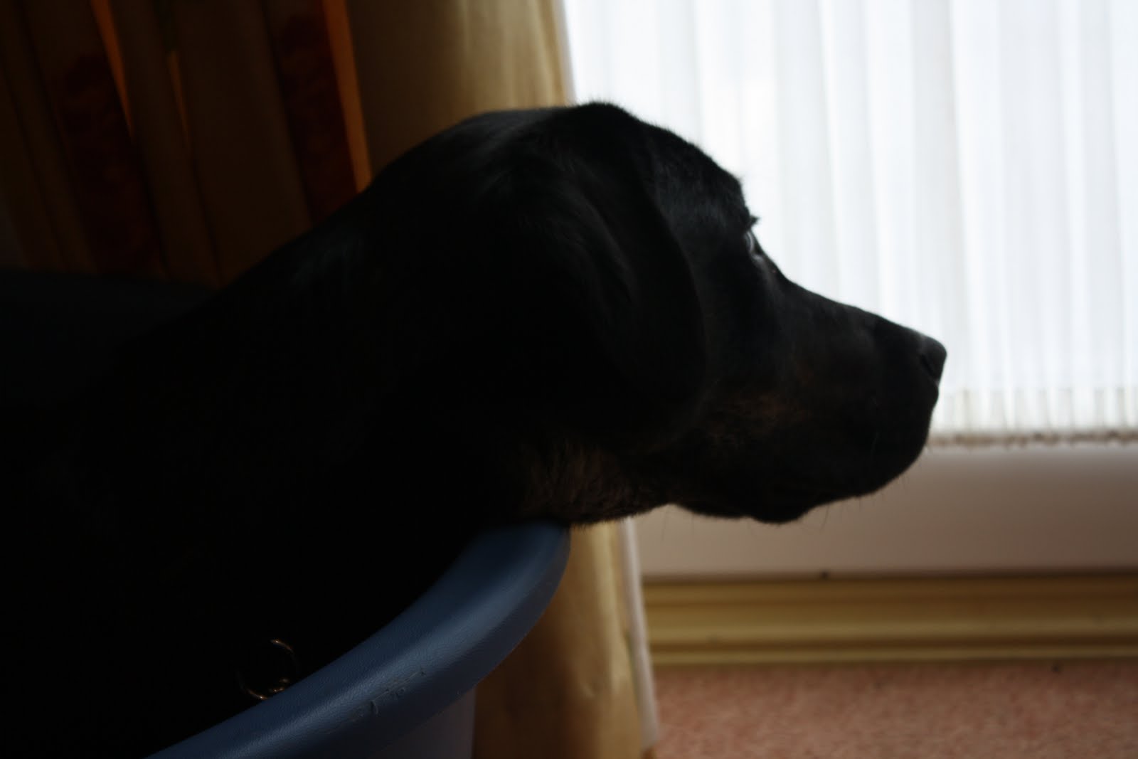 [Guide+Dog+Trainig++(Canon)+010.jpg]