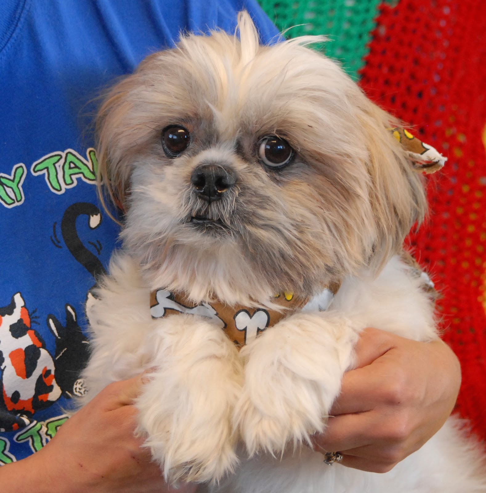 I Am One Of 6 Shih Tzus Who Became Homeless When Our Owner Died 