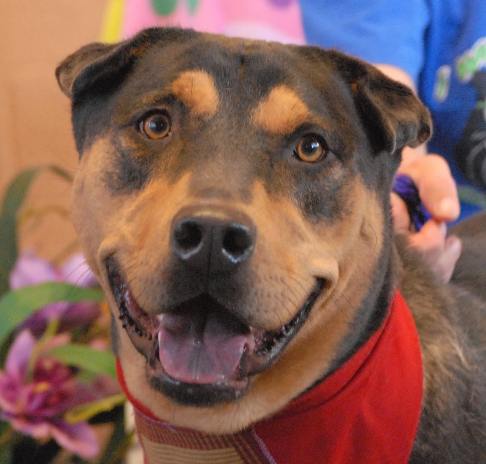 Thanksgiving point imax movie