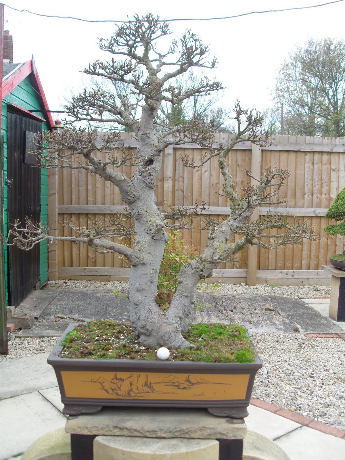 Graham's Bonsai chinese hackberry
