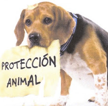 NO LO ABANDONES, ÉL NUNCA LO HARÍA.  ZARPA (ZARAGOZA PROTECCIÓN ANIMAL)