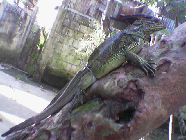 Philippine Animals In Wild The Philippine Sailfin Lizard philippine-animals-in-wild-the-philippine-sailfin-lizard