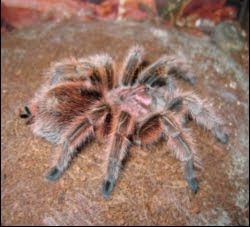 Animales: ARAÑA POLLITO