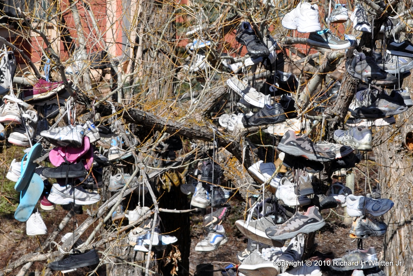 What Am I Doing? The "Shoe Tree" in Park City, Utah