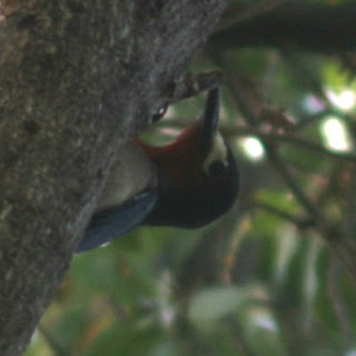 Puerto Rican Woodpecker, Guanica, Puerto Rico