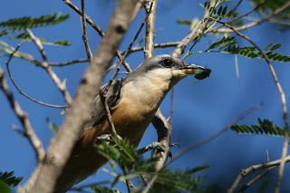 Mangrove Cuckoo, Guanica, Puerto Rico
