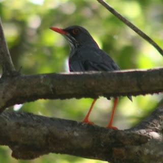 Red-legged Thrush, Carolina, Puerto Rico