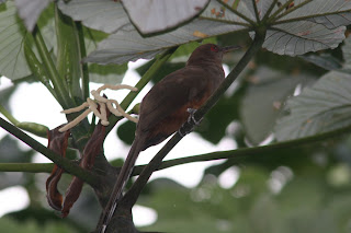 Puerto Rican Lizard-Cuckoo, El Yunque, Puerto Rico