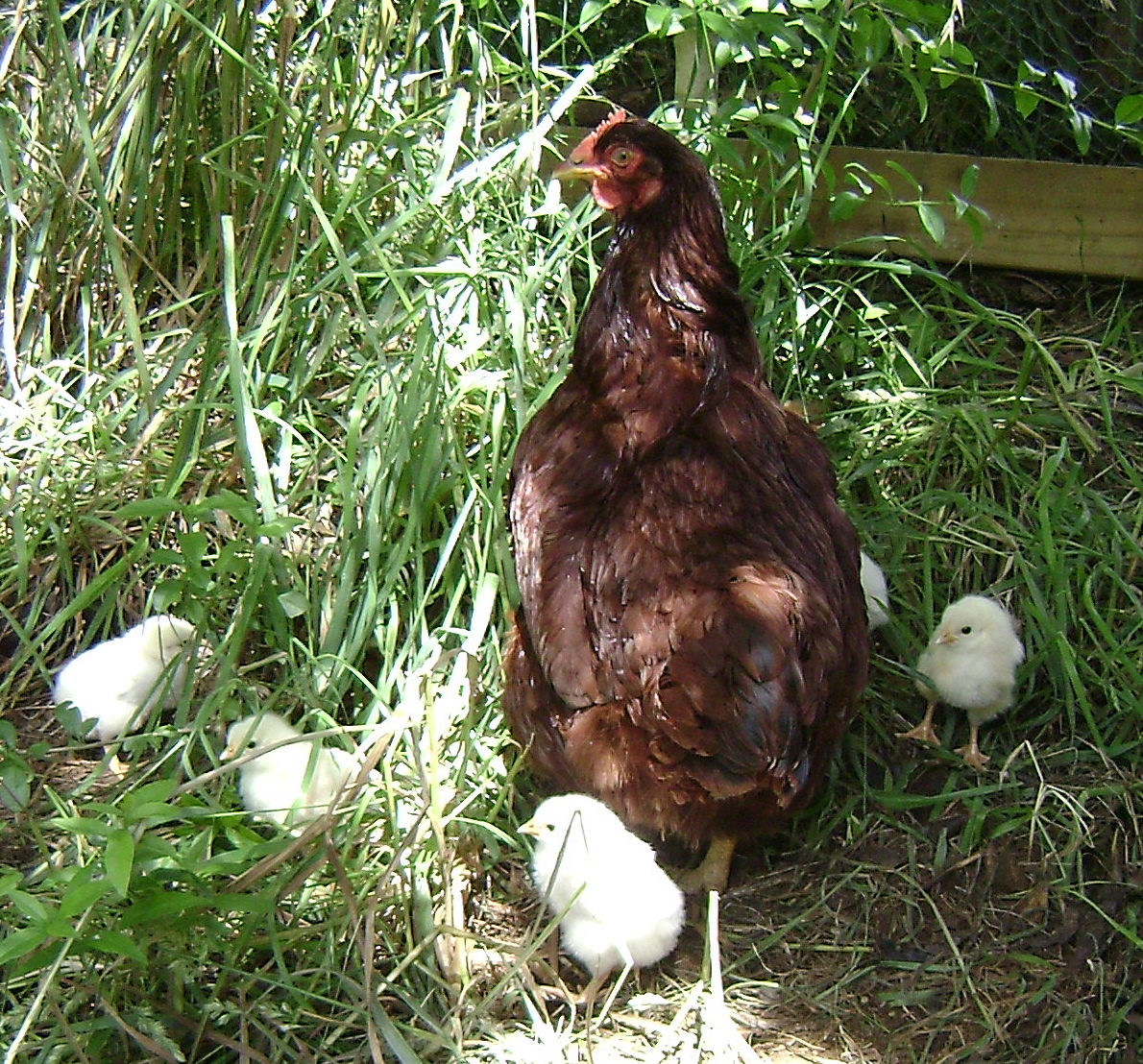 Softearth's World I have Chickens in my garden