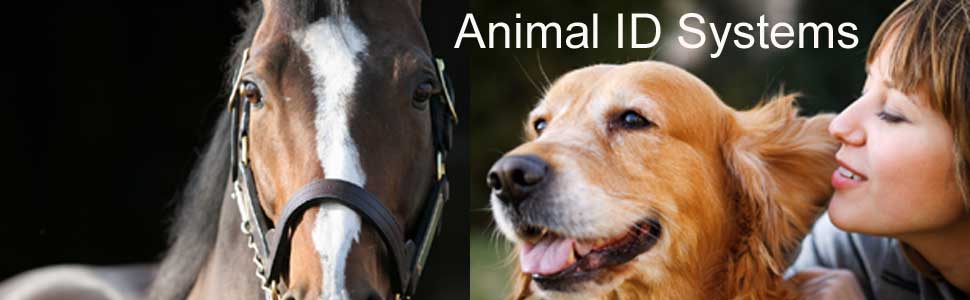 Cattle Ear Tags: The Correct Way to Tag Cattle | Animal ID Systems