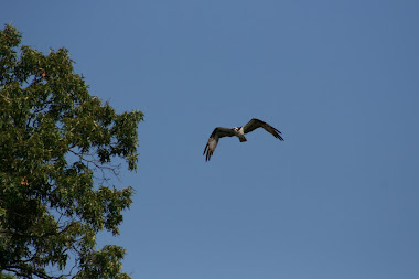 Osprey Over Dividing Creek