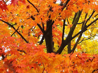 Tree with orange leaves