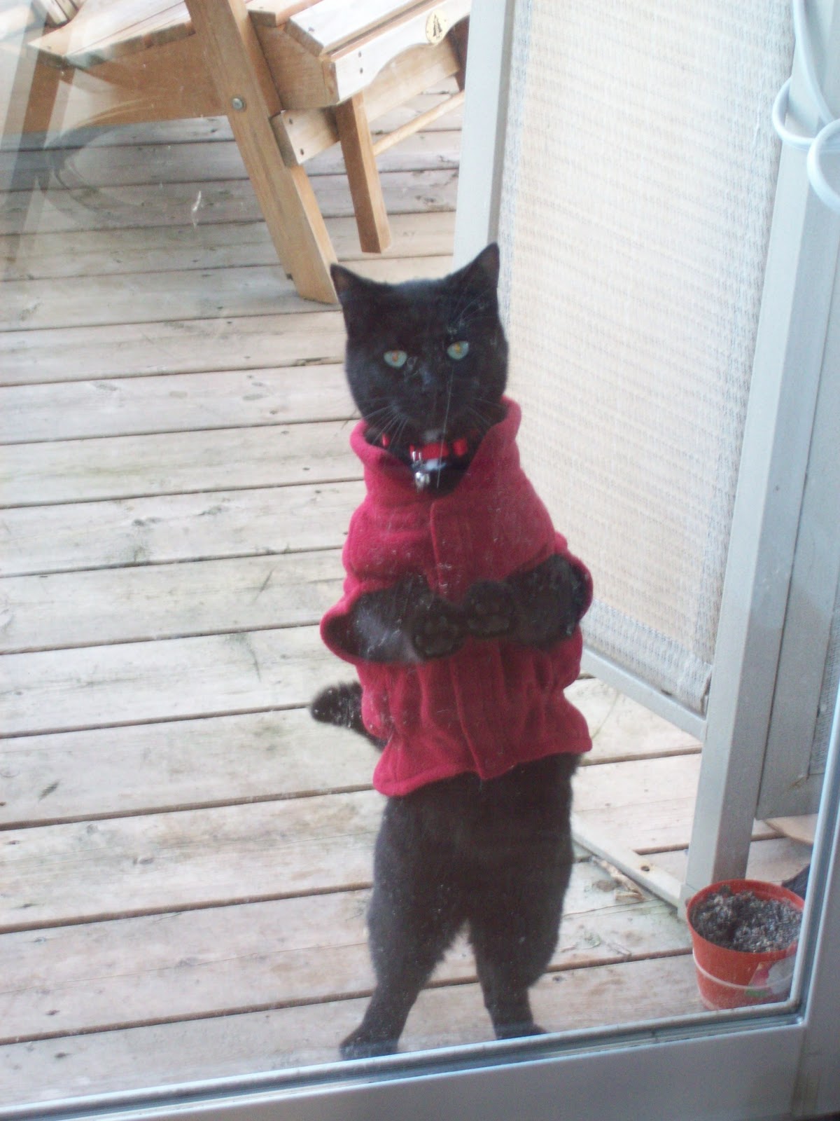 MoodyBlueFAMILY Cat Coats