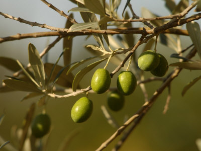 The World According to Suzette: Olives