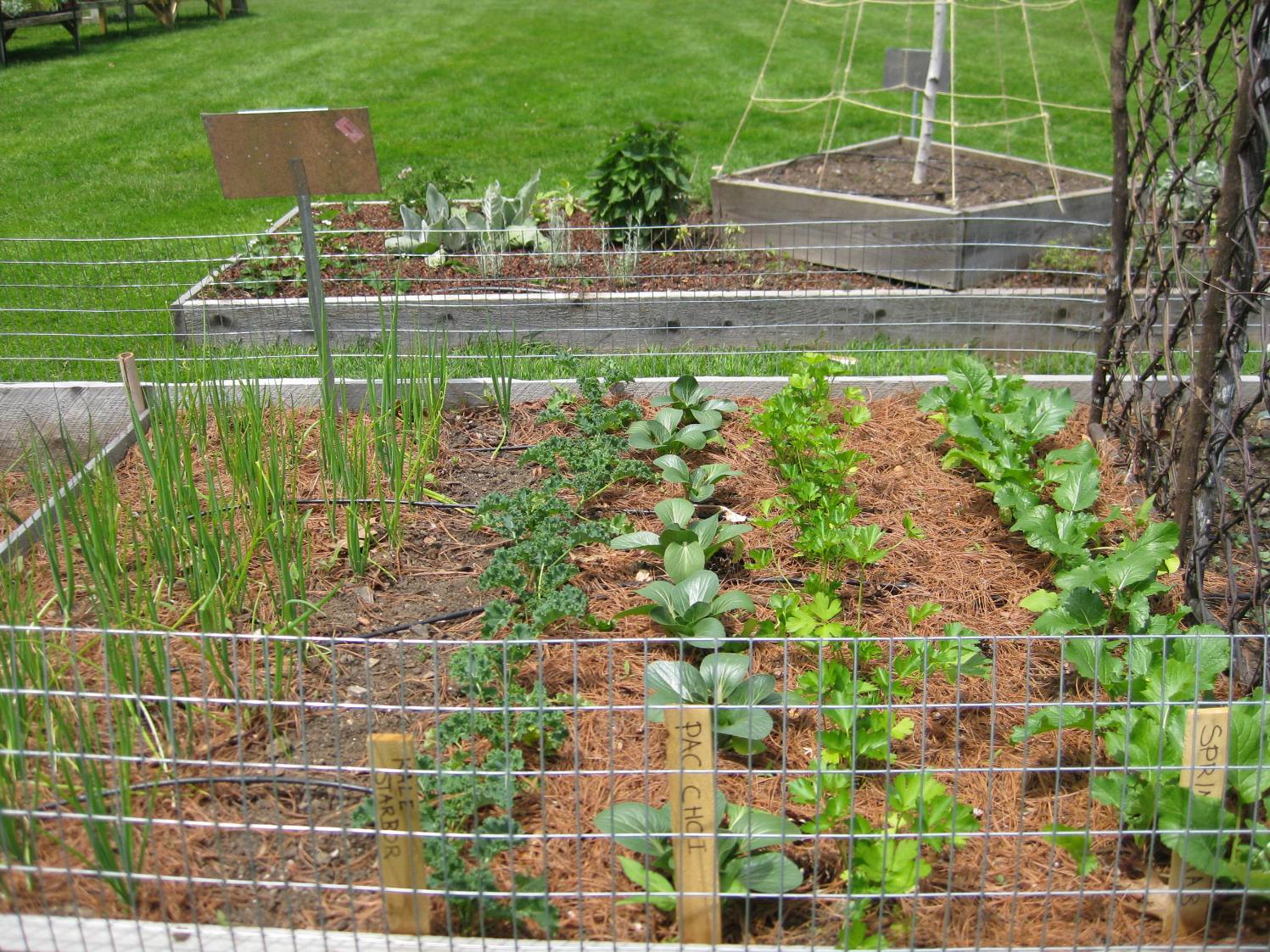 My Farm at Waltham: oh, those pesky wabbits!