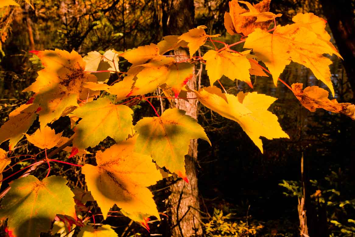 Gowganda Views Stumpy lake fall colours