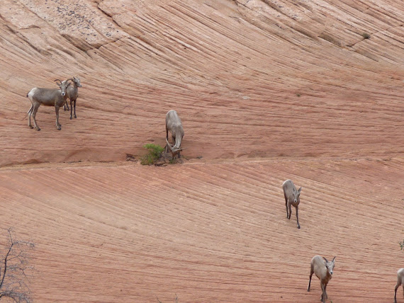 Dernier regard sur Zion Park