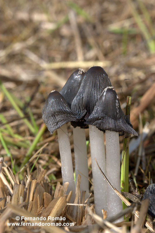 [Coprinus+sp._MG_3504.jpg]