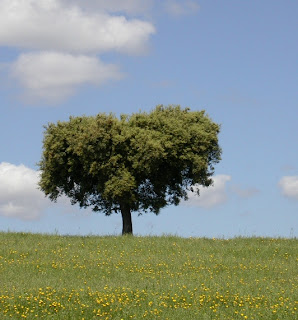 Associação Transumância e Natureza: A ATN procura novo 