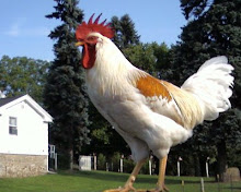 Giant Rooster Attacks Farm