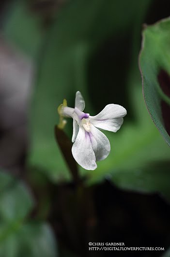 What Does A Prayer Plant Flower Look Like - Prayer Plant Why Does It Move
