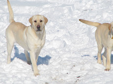 Buddy Jan 09 in the snow