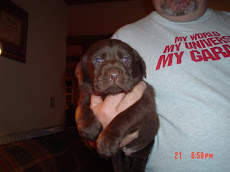 A chocolate puppy...sold fast