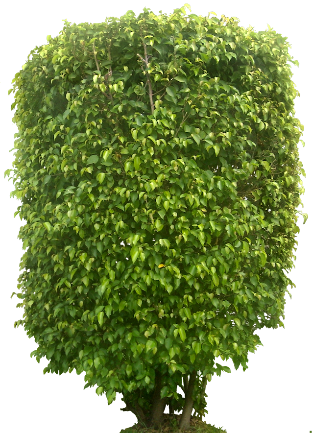 Tropical Plant Pictures: Ficus Benjamina (Weeping Fig)
