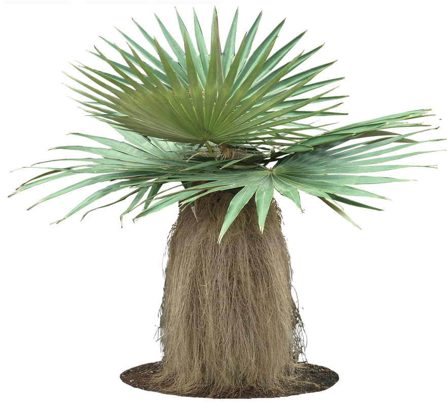 Tropical Plant Pictures: Coccothrinax crinita (old man palm)