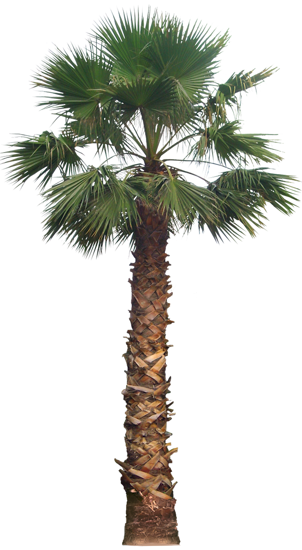 Tropical Plant Pictures: Washingtonia filifera (California Fan Palm)