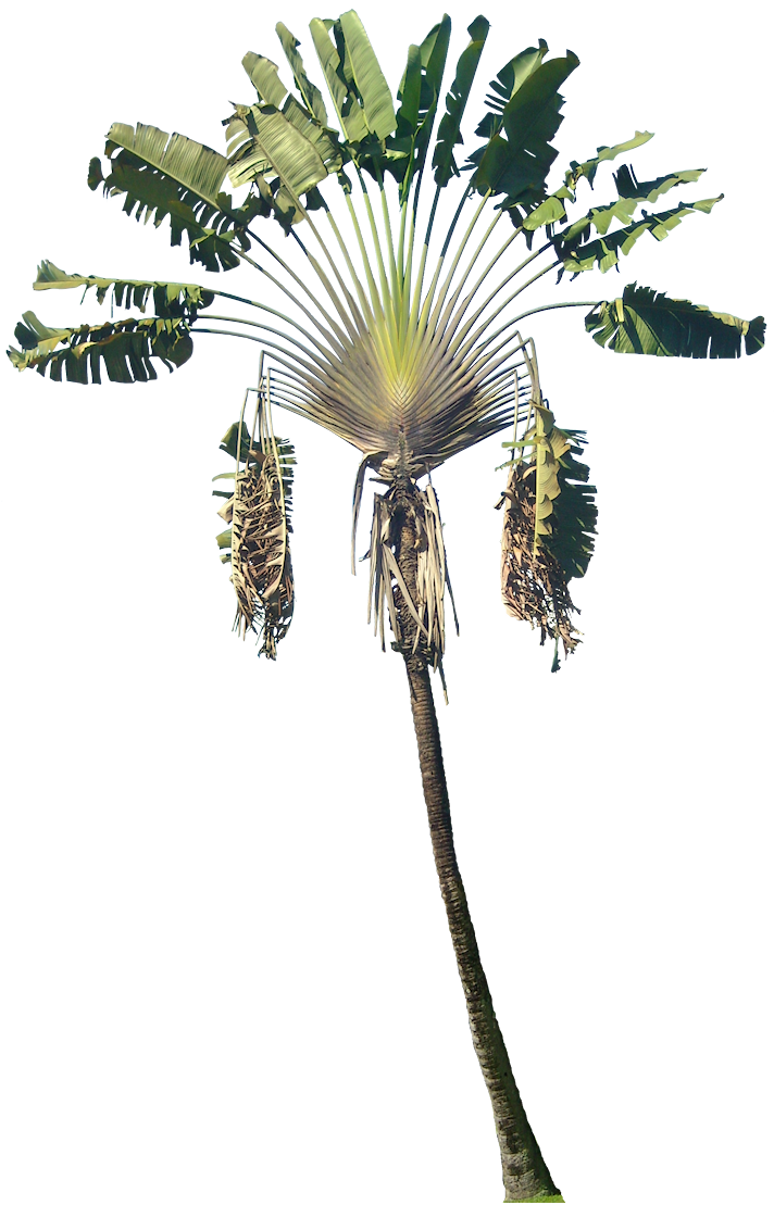 Image Traveller's tree (Ravenala madagascariensis) - 434311 - Images of  Plants and Gardens - botanikfoto