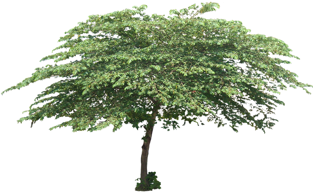 Tropical Plant Pictures: Muntingia calabura (Jamaican Cherry)