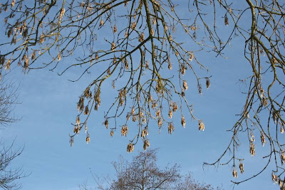 ash tree seeds