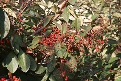 red berries evergreen leaves