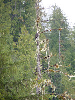 cerca de la frontera con Alaska : Prince Rupert - Recorrido por el Oeste de Canada en Autocaravana (5)