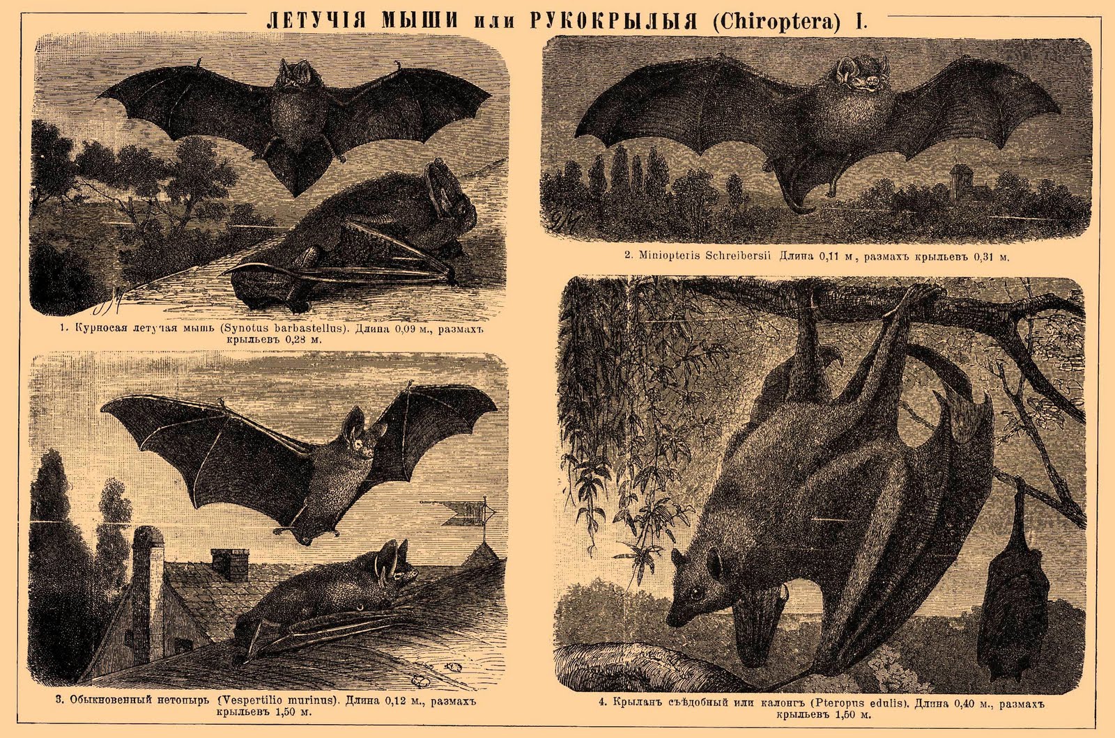 Vintage Ephemera Engraved illustration, Bats, Encyclopedic Dictionary