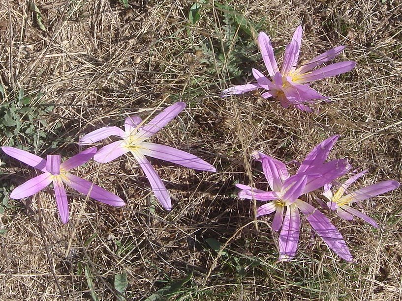 [024+-+merendeira+I.jpg]