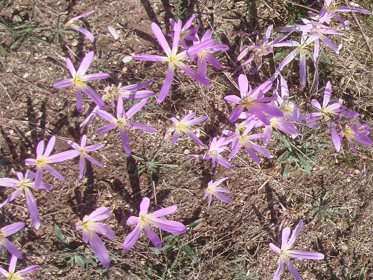 [025+-+merendeira+I.jpg]